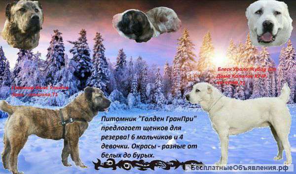 Щенки Среднеазиатской овчарки