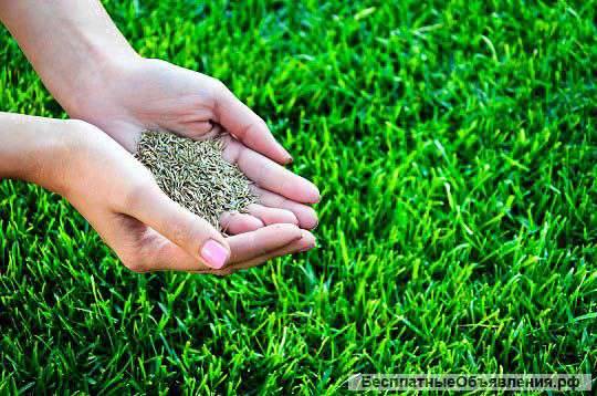 Засев посев газона, устройство газона, посадка газона, возведение газона
