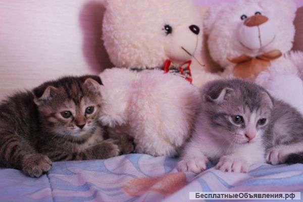 Плюшевые шотландские котятки