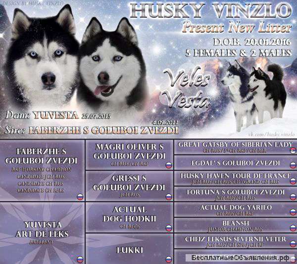 Щенки от чемпиона