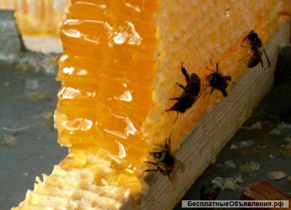 Мёд с собственной пасеки, качество гарантирую