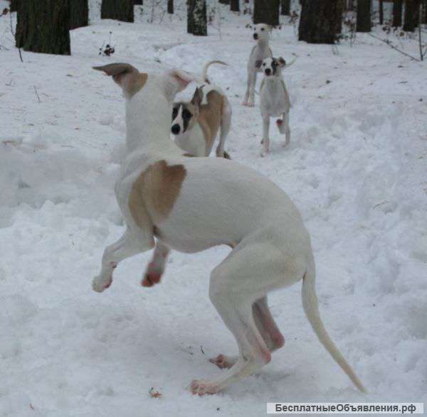 Щенки уиппета (малая английская борзая)