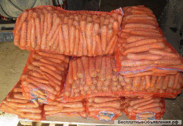 Морковь сорта Канада