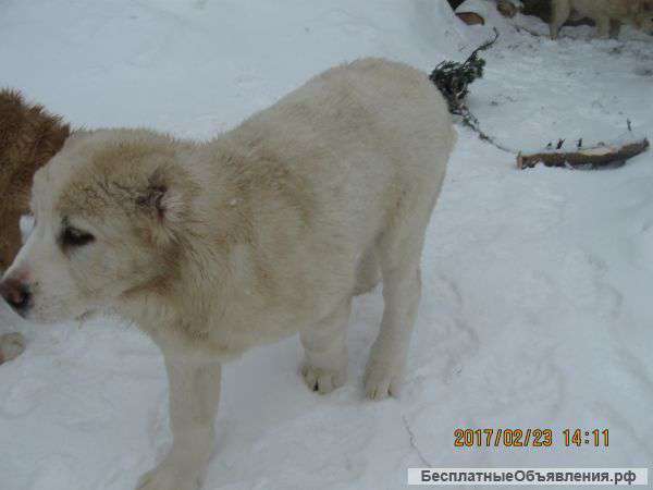 Щенки среднеазиатской овчарки