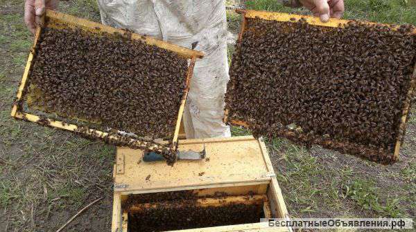 Пчелопакетов в розницу и оптом