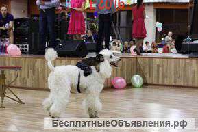 Животные для праздника