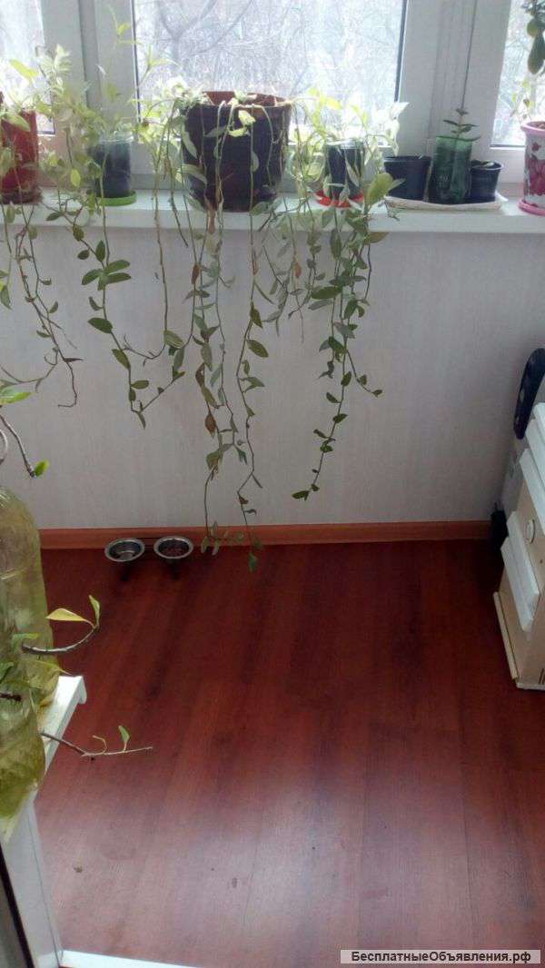 1-я кв-ра по ул. Воронежской д.8к.2