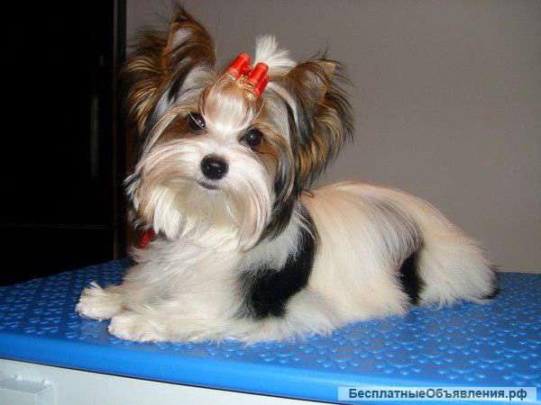 Стрижка животных.Груминг.