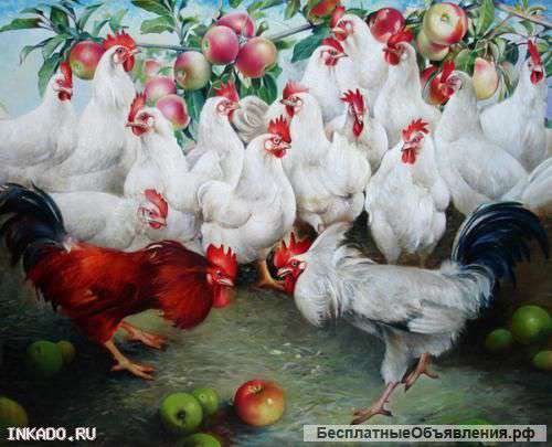 Молодняк птицы