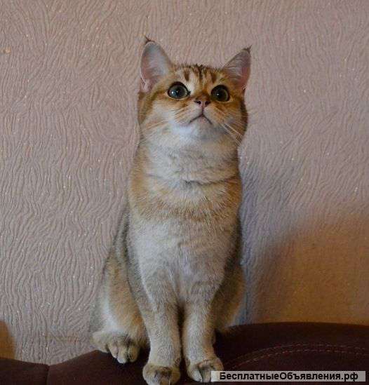 Кошки по всей России