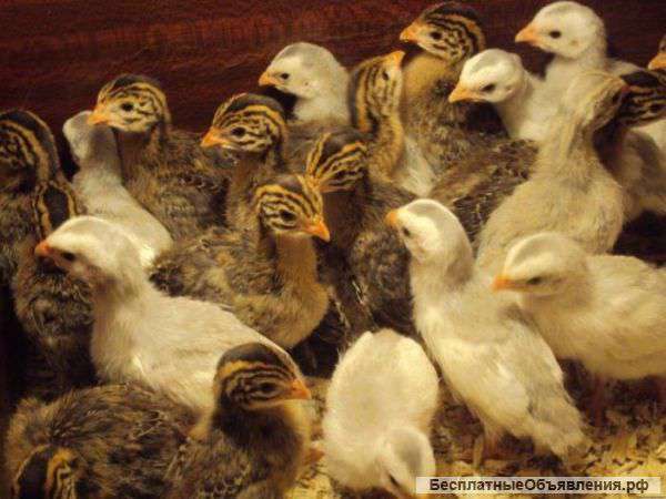 Инкубационные яйцы и птенцы