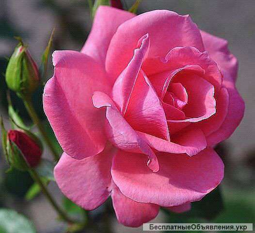 Психотерапевт