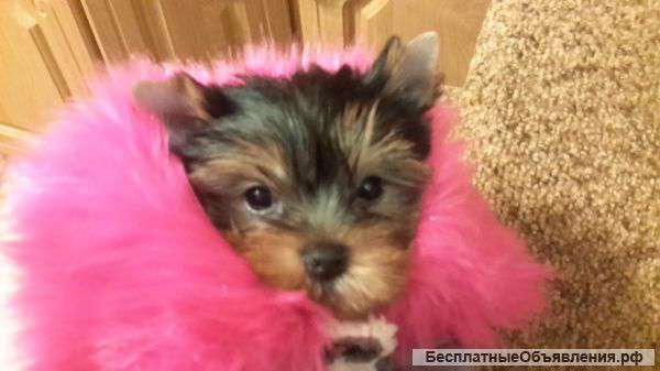 Щенков йорка