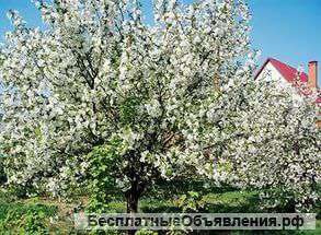 Дача ищет ХОЗЯИНА