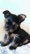 Щенок йоркширского терьера, йорк, мальчик мини