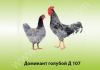 Куры –молодки порода Доминант