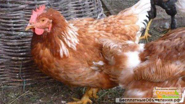 Куры-молодки Хайсекс Браун (возраст 120 дней)