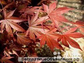 Клен веерный Файерглоу 40-60 см