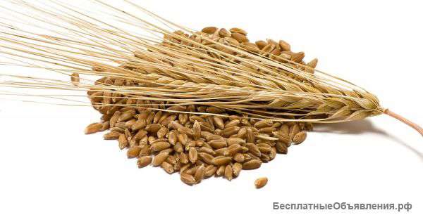 Куплю кориандр, лен, горох, нут