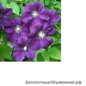 Клематис Этуаль Виолет