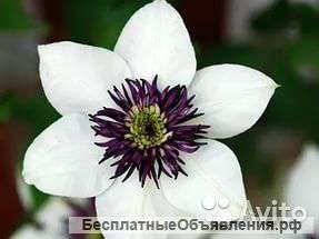 Клематис Мисс Бэйтман