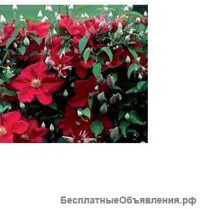 Клематис Эрнест Маркхам