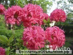 Азалия, рододендрон Хоумбуш
