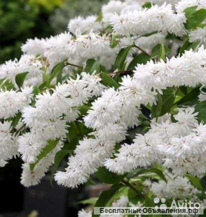 Дейция шершавая Кандидиссима саженец