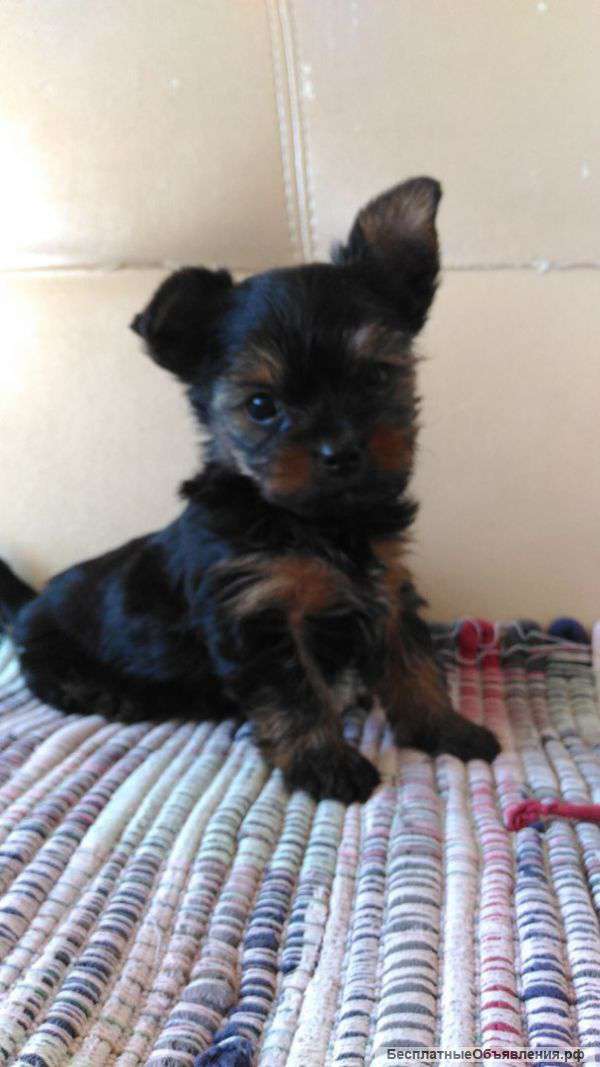 Щенок йоркширского терьера, мальчик мини