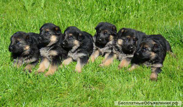 Щенки немецкой овчарки