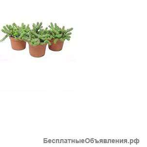Крассула Хоттентот подвесная