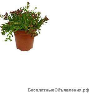 Крассула Шмидти