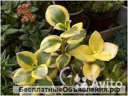 Crassula sarmentosa f. variegata - Крассула сармен