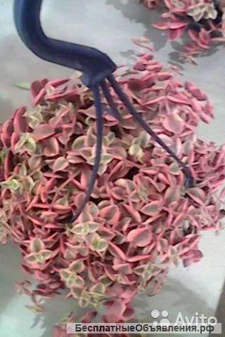 Крассула окаймленная подвесная