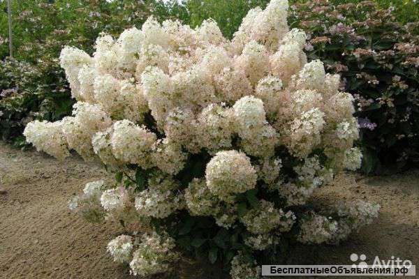 Гортензия метельчатая Бобо саженец 50-60 см