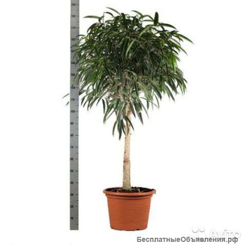 Фикус Биннедика Али штамб 160-170 см