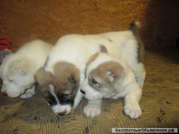 Щенки алабая