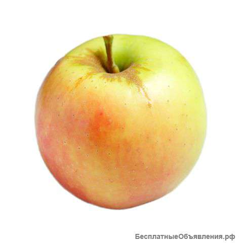 Яблоко Ренет Золотой