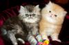 Персидские котятки