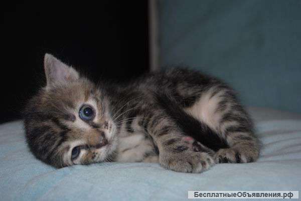 Котята от трехцветной кошки