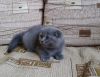 Шотландских вислоухих мальчиков голубого окраса