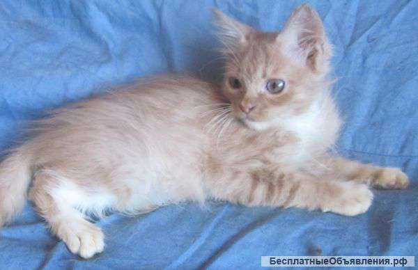 Рыженький с белым сибирский котёнок