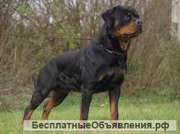 Пищевая продукция