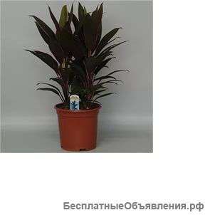 Кордилина Румба 50-60 см