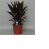 Кордилина Румба 50-60 см