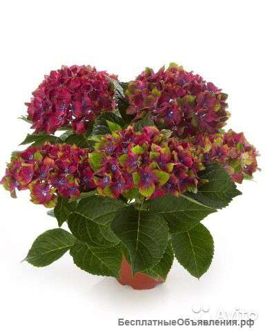 Гидрангея Замок Вакербарт