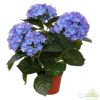 Гидрангея кудрявая синяя