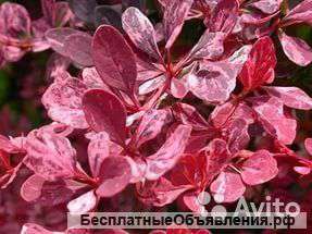 Барбарис тунберга Роуз Глоу 15-20 см