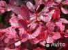 Барбарис тунберга Роуз Глоу 15-20 см