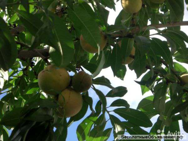 Деревья персика